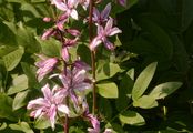 Gasplant - Dictamnus albus L.