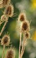 Cut-Leaved Teasel - Dipsacus laciniatus L.