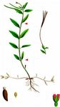 Gauchheilblättriges Weidenröschen - Epilobium anagallidifolium Lam. 