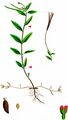 Alpine Willowherb - Epilobium anagallidifolium Lam.