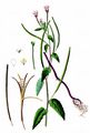Berg-Weidenröschen - Epilobium montanum L.