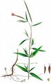 Marsh Willowherb - Epilobium palustre L.