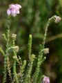 Cross-Leaved Heath - Erica tetralix L.