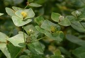 Sweet Spurge - Euphorbia dulcis L.