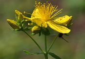 Echtes Johanniskraut - Hypericum perforatum L.
