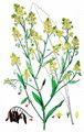 Woad - Isatis tinctoria L.