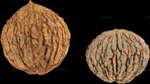 Steinkerne von Juglans nigra (Schwarze Walsnuss)
