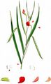 Grass Vetchling - Lathyrus nissolia L.
