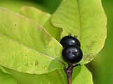 Black-Berried Honeysuckle - Lonicera nigra L.
