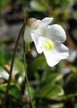 Alpen-Fettkraut - Pinguicula alpina L.