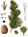Zirbel-Kiefer - Pinus cembra L. 