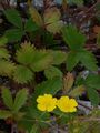 Grossblütiges Fingerkraut - Potentilla grandiflora L.