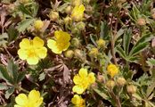 Graues Fingerkraut - Potentilla inclinata Vill.