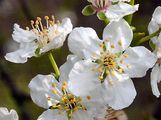 Cherry Plum - Prunus cerasifera Ehrh.