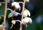 Round-Leaved Wintergreen - Pyrola rotundifolia L.