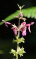 Wald-Ziest - Stachys sylvatica L.