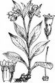 Tuberous Comfrey - Symphytum tuberosum L.