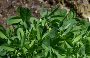 Brauner Klee - Trifolium spadiceum L.