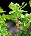 Blaubeere - Vaccinium myrtillus L.