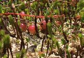 Gewöhnliche Moosbeere - Vaccinium oxycoccos L.