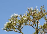 Schmalblättriger Arznei-Baldrian - Valeriana pratensis Dierb.