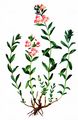 Halbstrauch-Ehrenpreis - Veronica fruticulosa L.