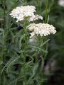  - Achillea aspleniifolia Vent.