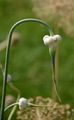 Knoblauch - Allium sativum L.