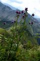 Great Marsh Thistle - Carduus personata (L.) Jacq.