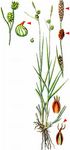 Schuppenfrüchtige Gelb-Segge - Carex lepidocarpa Tausch 