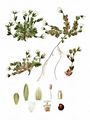 Alpen-Hornkraut - Cerastium alpinum L.