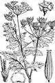 Hecken-Kälberkropf - Chaerophyllum temulum L.