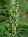Weißer Gänsefuß - Chenopodium album L.