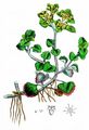 Opposite-Leaved Golden-Saxifrage - Chrysosplenium oppositifolium L.