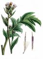 Kohl-Kratzdistel - Cirsium oleraceum (L.) Scop.