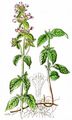 Wild Basil - Clinopodium vulgare L.