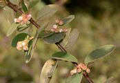 Filzige Zwergmispel - Cotoneaster tomentosus (Aiton) Lindl.