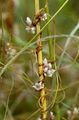 Dodder - Cuscuta epithymum (L.) L.