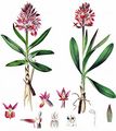 Holunder-Knabenkraut - Dactylorhiza sambucina (L.) Soó