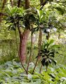 Spurge-Laurel - Daphne laureola L.
