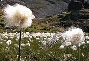 Scheuchzers Wollgras - Eriophorum scheuchzeri Hoppe