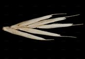 Volga Fescue - Festuca valesiaca Gaudin