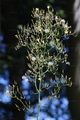 Mauerlattich - Lactuca muralis (L.) Gaertn.