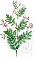 Schwarzwerdende Platterbse - Lathyrus niger (L.) Bernh.