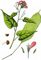 Perennial Honesty - Lunaria rediviva L.