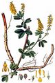 Ribbed Melilot - Melilotus officinalis (L.) Lam.