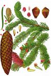 Gewöhnliche Fichte - Picea abies (L.) H. Karst. 