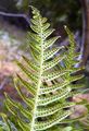 Polypodium vulgare (Gewöhnlicher Tüpfelfarn) - einfach gefiederte bis buchtig gelappte Farnwedel mit rundlichen Sori ohne Indusium auf der Blattunterseite