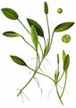 Bog Pondweed - Potamogeton polygonifolius Pourr.