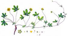 Kriechendes Fingerkraut - Potentilla reptans L.